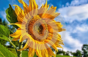 Blooming sunflowers against the blue sky