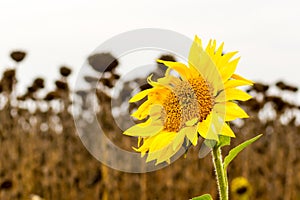 Blooming sunflowers on a background of dried fields. Always be positive despite the environment.