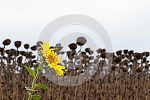 Blooming sunflowers on a background of dried fields. Always be positive despite the environment.