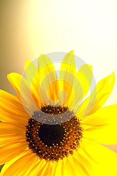 Blooming sunflowers on a clear sunny day