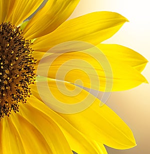 Blooming sunflowers on a clear sunny day