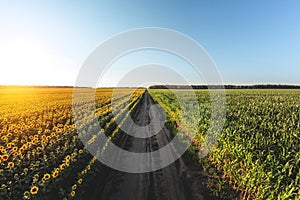 Blooming sunflowers and a cornfield are separated by a dirt road. Large agricultural fields of sunflowers and corn