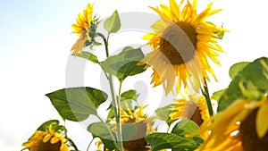 Blooming sunflowers field at bright sunny summer day with the sun bright backlight. Agricultural flower background