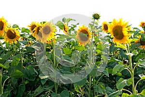 Blooming sunflowers field at bright sunny summer day with the sun bright backlight. Agricultural flower background