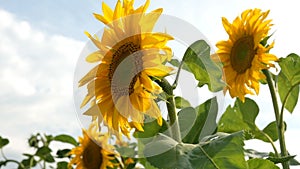 Blooming sunflowers field at bright sunny summer day with the sun bright backlight. Agricultural flower background.