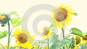 Blooming sunflowers field at bright sunny summer day with the sun bright backlight. Agricultural flower background