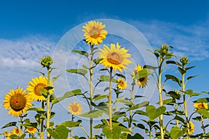 Blooming sunflowers in a field in sunny summer day