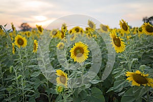 Blooming sunflowers in field at sunset or twilight time background.