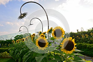 Blooming sunflowers in a garden