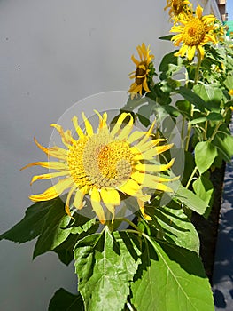 Blooming sunflowers and green leaves under sub light