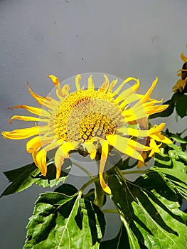 Blooming sunflowers and green leaves under sub light