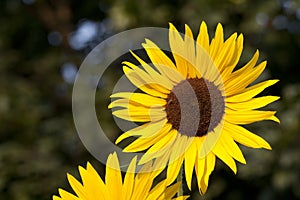 Blooming Sunflowers With Greenery Background