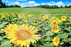 Blooming Sunflowers in the Meadow under Beautiful Blue Sky.