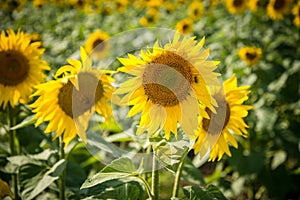 Blooming sunflowers on a summer day
