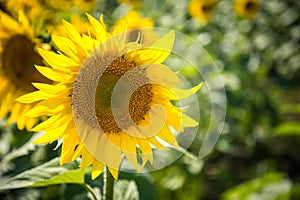 Blooming sunflowers on a summer day