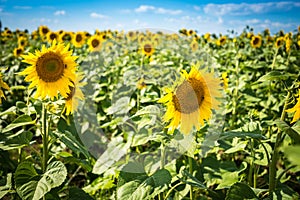 Blooming sunflowers on a summer day under blue sky