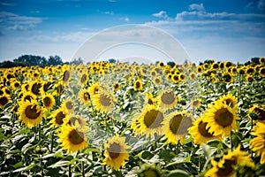 Blooming sunflowers on a summer day under blue sky