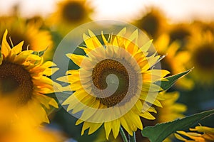 Blooming sunflowers in the summer sunshine. Sunflower natural background, sunflower blooming at the sunset time in Hungary