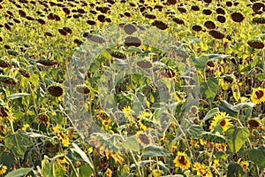 Blooming Sunflowers. Sunflower field