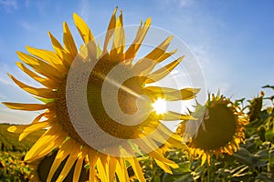 Blooming sunflowers in sunlight. Agronomy, agriculture and botany