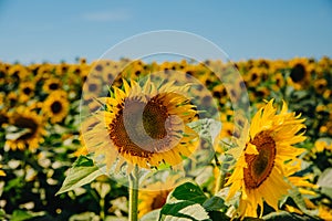 Blooming sunflowers on a sunny day against blue sky