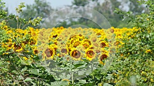 Blooming sunflowers sway in light breeze on sunny summer day