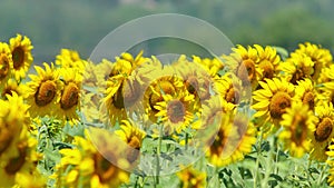 Blooming sunflowers sway in light breeze on sunny summer day in Ukraine