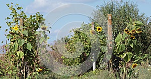 Blooming sunflowers sway in wind in summer garden at countryside