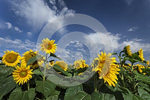 Blooming sunflowers under amazing
