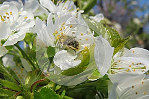 Blooming sweet-cherry flowers in the garden, beetle on flower, closeup