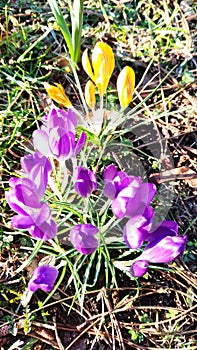 Budding Sweet Crocuses Spring flowers