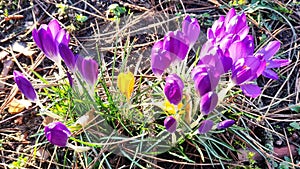 Blooming Sweet Crocuses With Sunshine