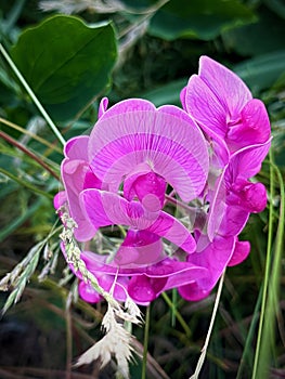 Blooming Sweet Pea (Lathyrus odoratus) Closeup Vibrant Pink and Purple Hues