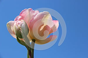 Blooming Sweet Pink Tulip