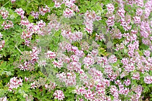 Blooming sweet-scented geranium with lovely blush pink flowers with distinctive purple markings on petals.