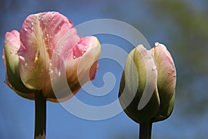 Blooming Sweet Tulip With Drops