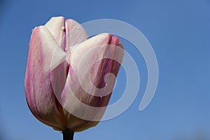 Blooming Sweet Tulip With Rain Drops