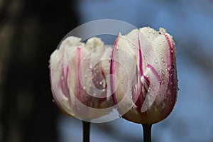 Blooming Sweet Tulips With Rain Drops