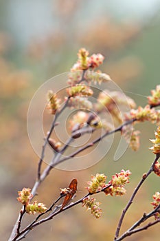 Blooming sweetgale, Myrica gale