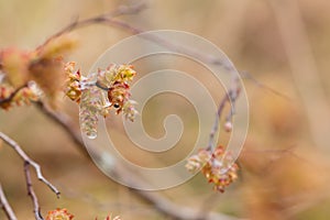 Blooming sweetgale, Myrica gale