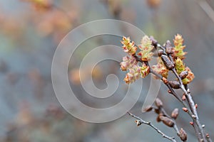 Blooming sweetgale, Myrica gale