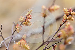 Blooming sweetgale, Myrica gale photo