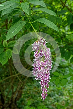 Blooming Syringa x swegiflexa.