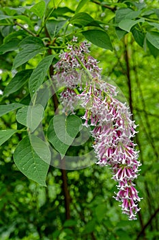 Blooming Syringa x swegiflexa.