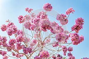blooming Tabebuia Rosea or Tabebuia Chrysantha Nichols under blue sky horizontal composition