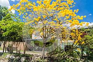 Blooming Tabebuia tree in San Andres de Pisimbala village in Colomb