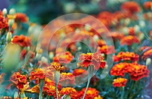 Blooming Tagetes (marigolds) close-up. Beautiful natural background with autumn flowers