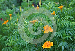 Blooming tagetes tenuifolia plant in the park.