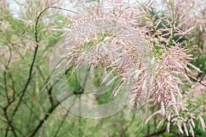 Blooming Tamarix