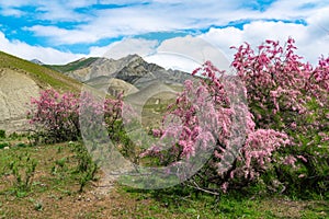 Blooming tamarix bushes in a mountain valley